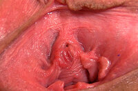 Gapemypussy.com Free Download s2